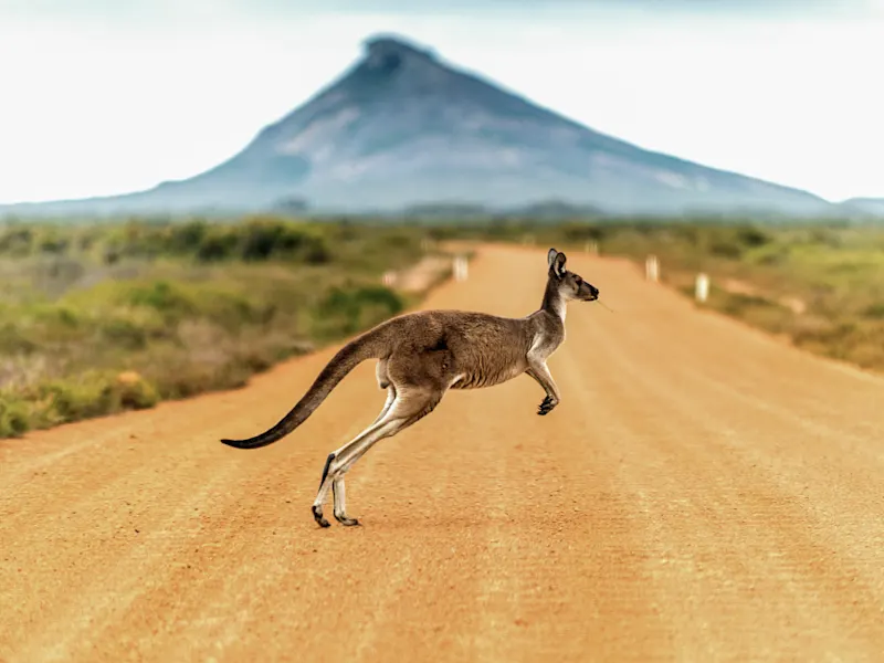 Australien, Western Australia, Känguru Ein Känguru springt über eine rote Sandstraße mit einem Berg im Hintergrund. Western Australia, Australien.