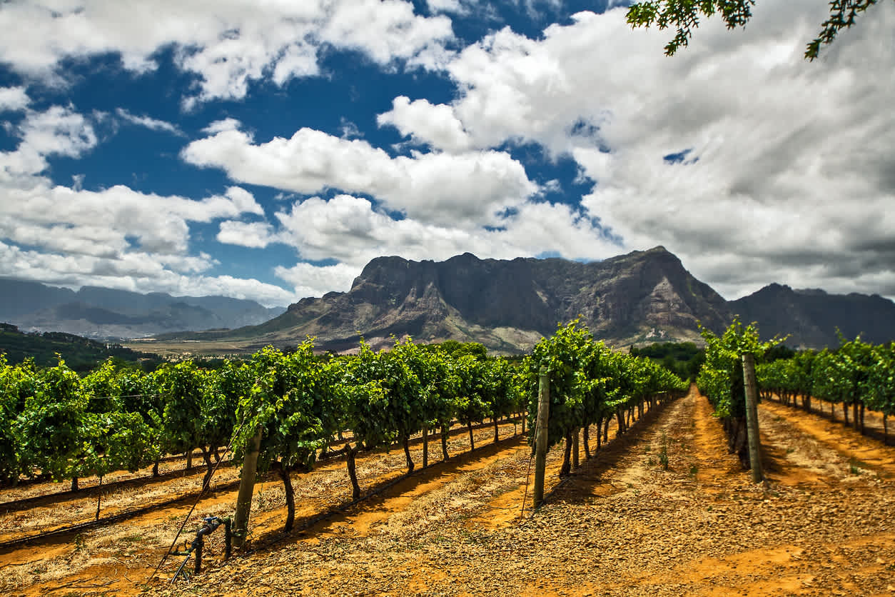 Aussicht auf Trauben in einem Sauvignon-Blanc-Weingut in Franschhoek, Südafrika