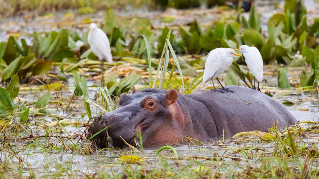 Hippopotamus, Tarangire, Tansania Afrika.

