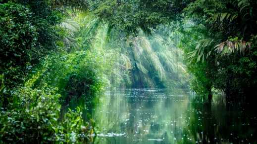 Rivière traversant le parc National Tortuguero au Costa Rica.