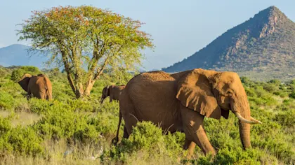 Randonnée au Mont Kenya - Image 1