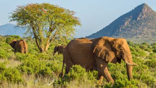 Zie olifanten lopen in de groene vlaktes van Kenia met een berg op de achtergrond tijdens een Masai Mara safari