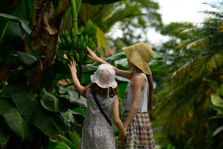 Découvrez la jungle tropicale lors d'un voyage en famille au Costa Rica