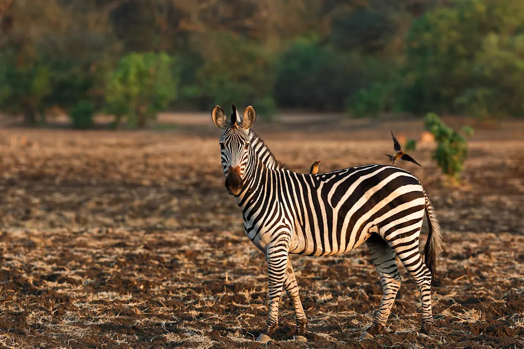 Zebra steht auf trockener Savanne mit kleinem orangefarbenen Vogel auf seinem Rücken, im Hintergrund grüne Vegetation.