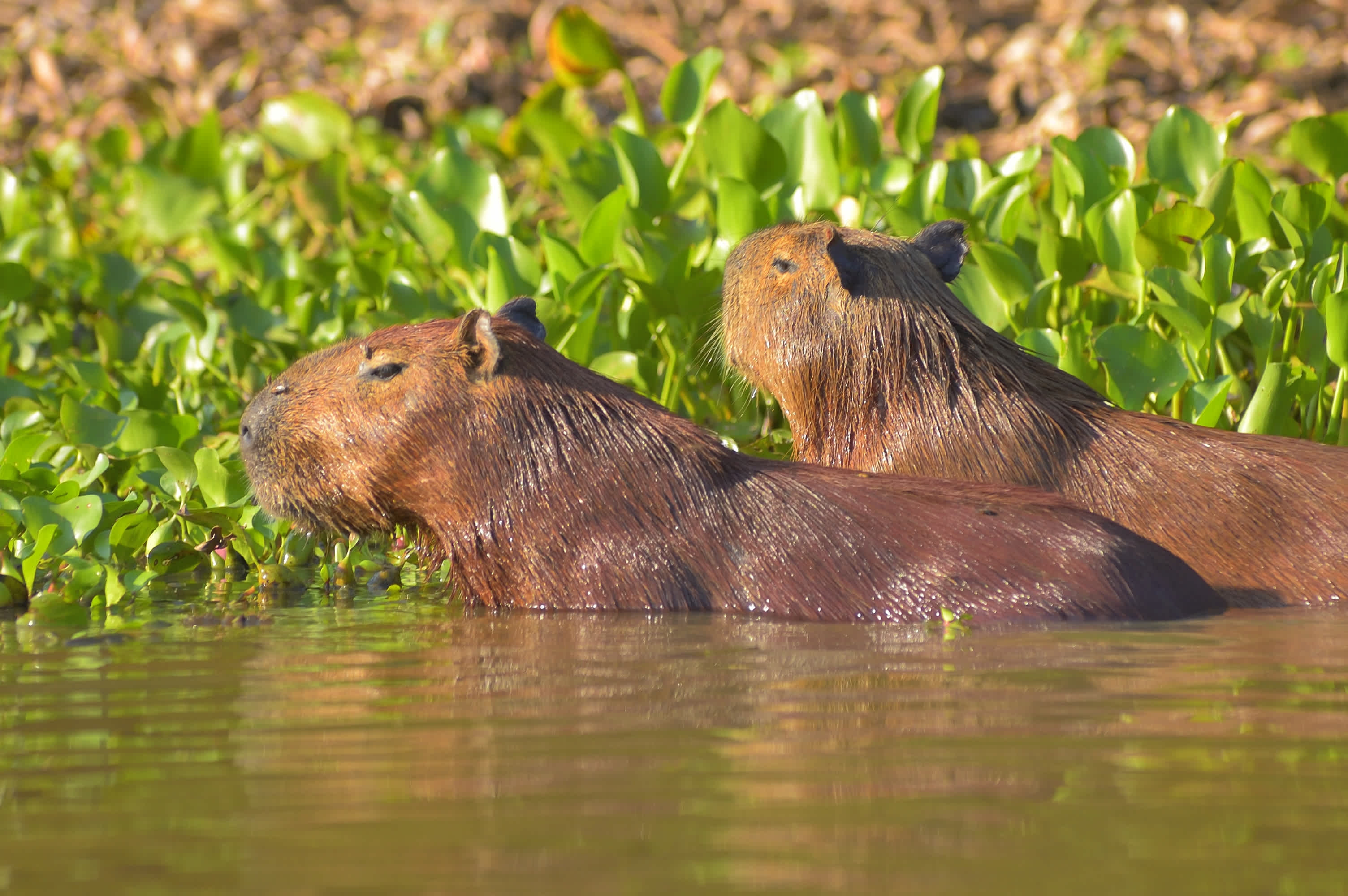 Capybaras près de Poconé, Mato Grosso, Pantanal, Brésil.