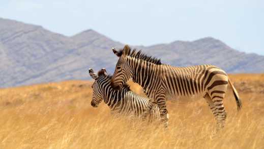 Zwei_Zebras_im_Namib_Naukluft_Nationalpark_Namibia