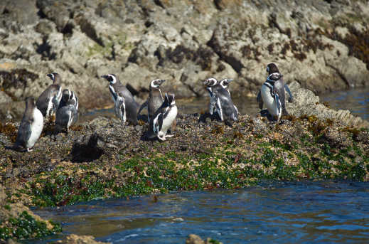 Pinguine auf der Insel Chiloé in Chile, Südamerika.
