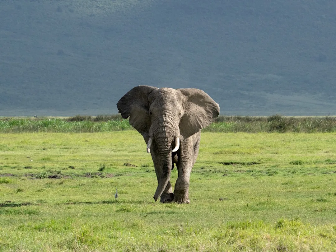 Circuit de 12 jours au Kenya et en Tanzanie - main image
