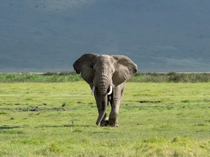 Circuit de 12 jours au Kenya et en Tanzanie - Image 1