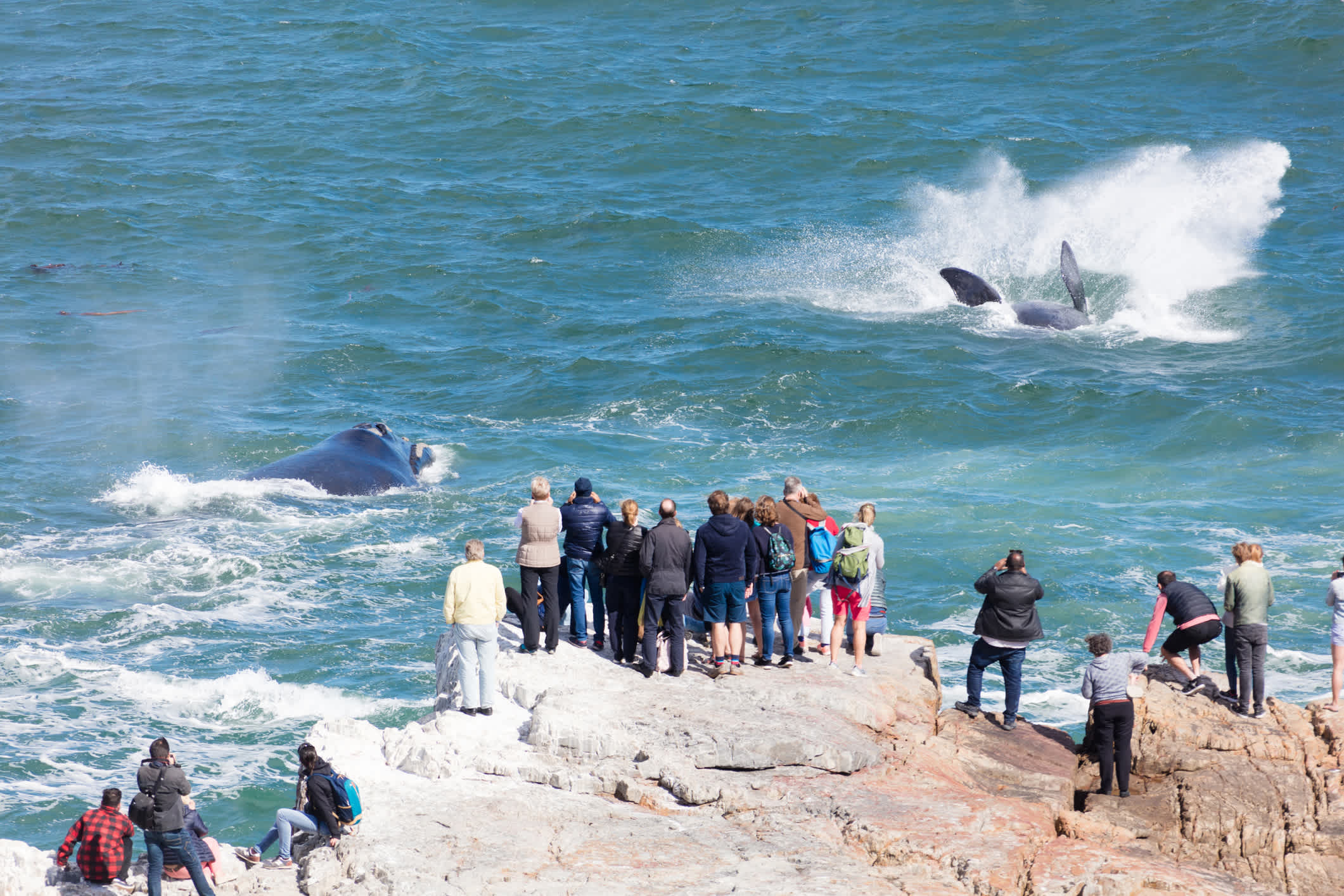 Observation des baleines depuis un rocher au bord de la mer