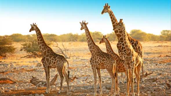 Découverte d'un petit troupeau de girafes au détour d'un sentier dans le parc Etosha pendant un voyage en Namibie