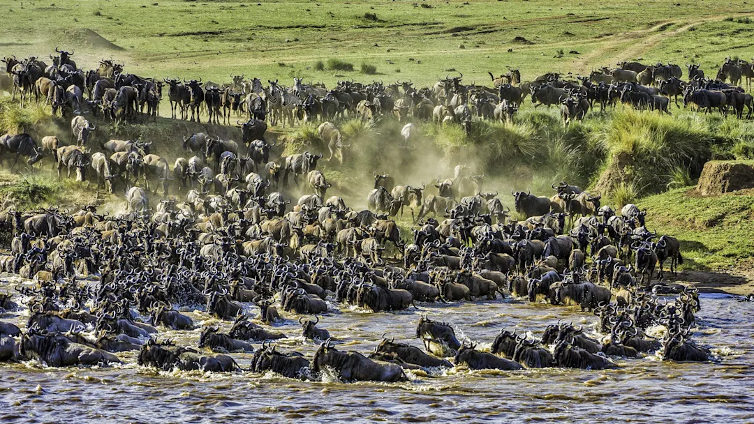 Große Gnuherde durchquert einen Fluss während der Migration. Masai Mara, Narok, Kenia.