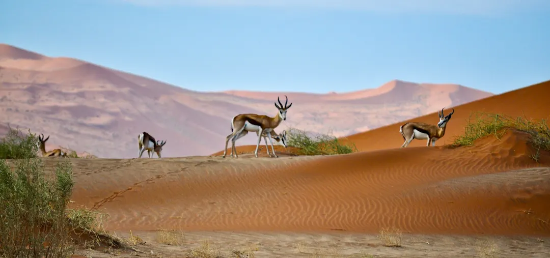 Sossusvlei Lodge Sesriem Namibia
