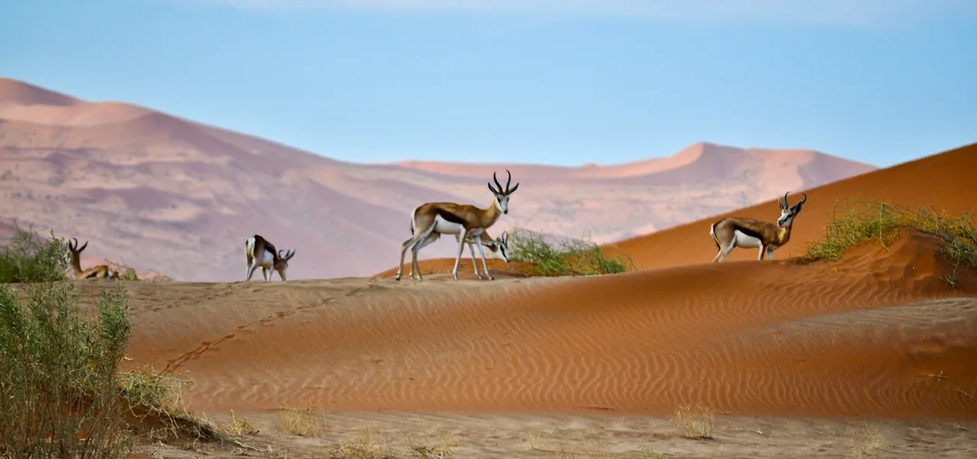 Südliches Afrika Entdecken: Südafrika, Namibia & Botswana