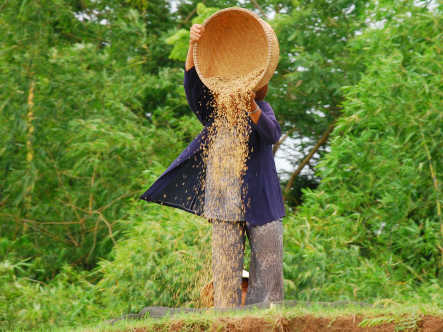 Eine Frau sortiert die Reiskörner von der Spreu am Mekong