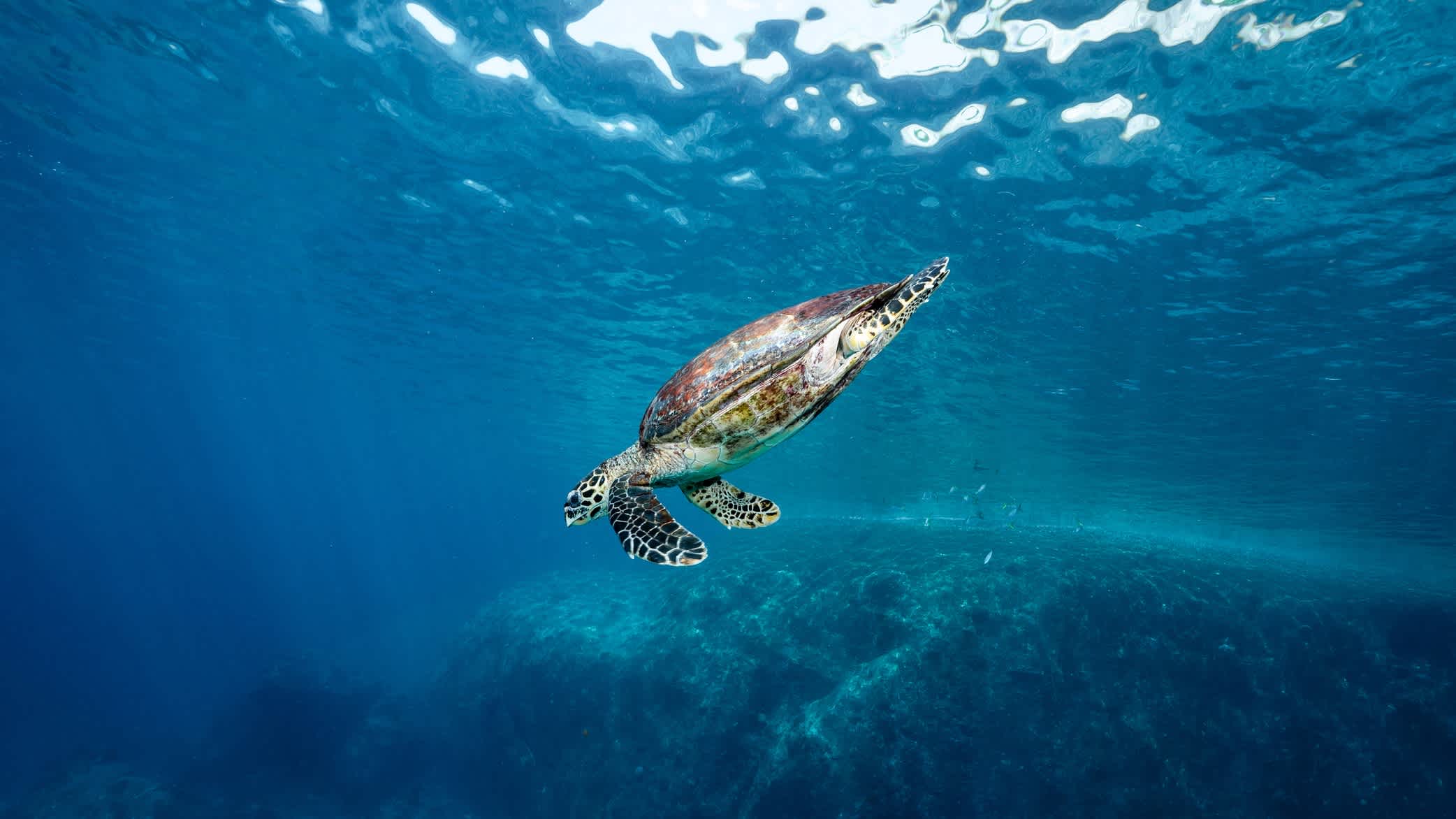 Meeresschildkröte schwimmt