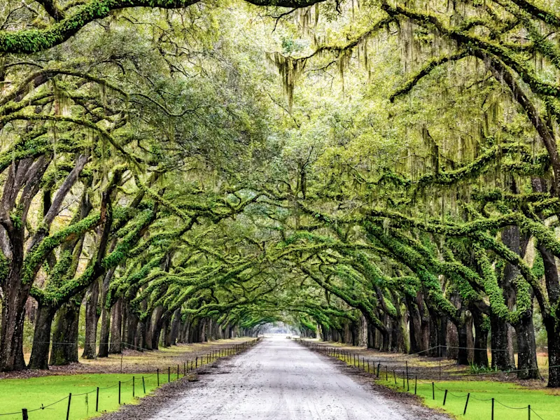 Savannah, Georgia, Vereinigte Staaten Von Bäumen mit spanischem Moos gesäumte Allee in einer historischen Gegend. Savannah, Georgia, Vereinigte Staaten.