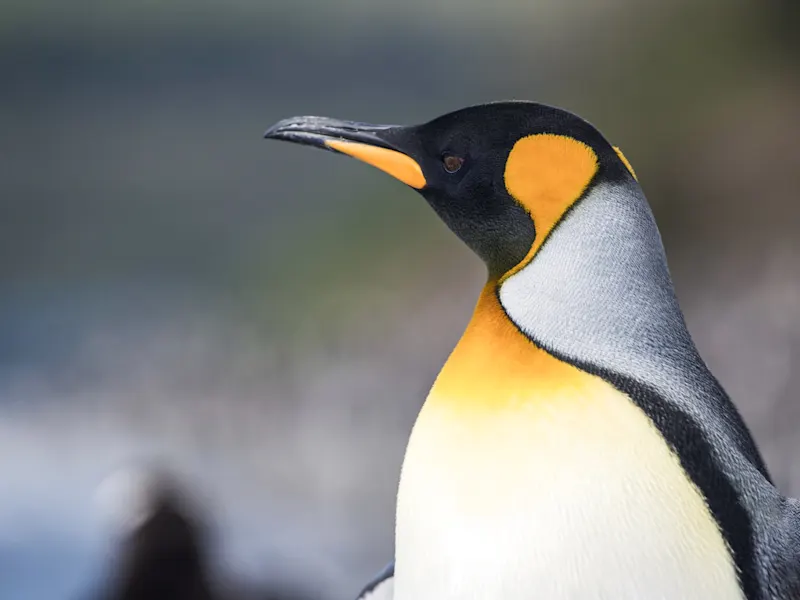 Ushuaia, Tierra del Fuego, Argentinien Nahaufnahme eines Königspinguins mit seinem charakteristischen gelben Brustfleck. Ushuaia, Tierra del Fuego, Argentinien.