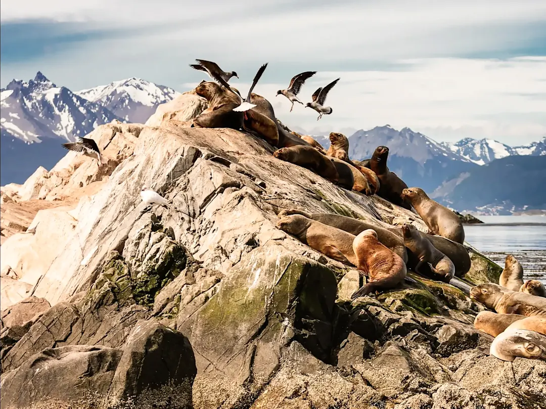 Seelöwen ruhen auf Felsen mit Bergen im Hintergrund. Ushuaia, Tierra del Fuego, Argentinien.