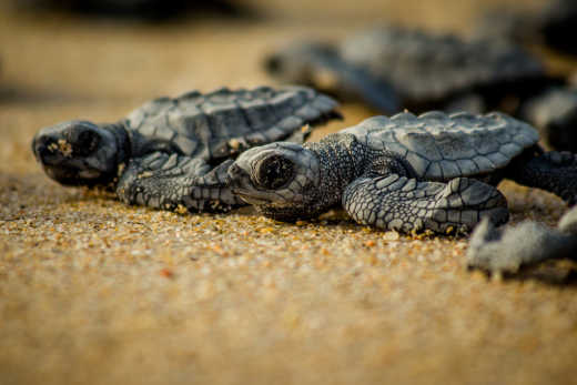 Profitez d'une visite au musée d'histoire naturelle de Cabo San Lucas pour en apprendre plus sur la faune locale comme notamment les tortues, l'une des espèces les plus connues de la région mais aussi sur son histoire et passé de piraterie, la paléontologie et l'astronomie.
