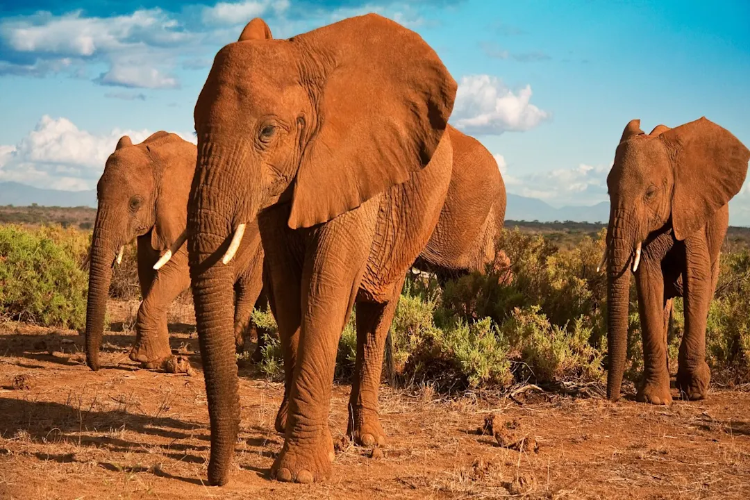 Kenia Samburu Nationalpark Elefanten Elefanten aus der Nähe gesehen im Samburu Nationalpark, Kenia