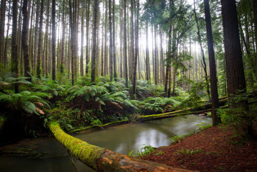 Explorez la forêt tropicale de Californian Redwood pendant votre voyage sur la Great Ocean Road.