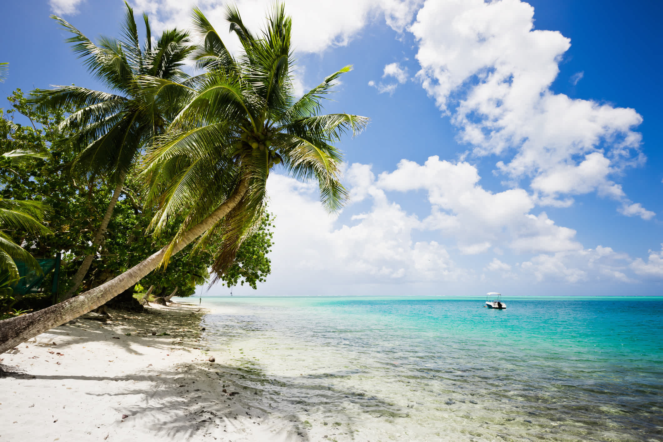 Entspannte tropische Ferien unter Kokospalmen an den perfekten Strand