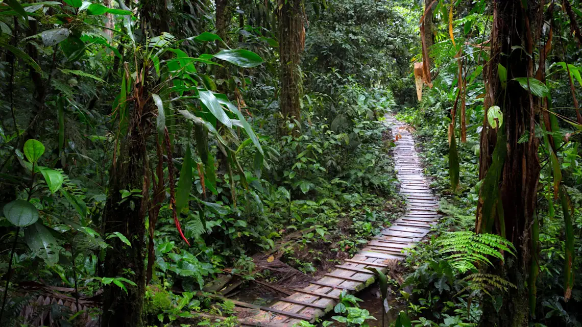 Kolumbien, Amazonas Holzpfad im Regenwald