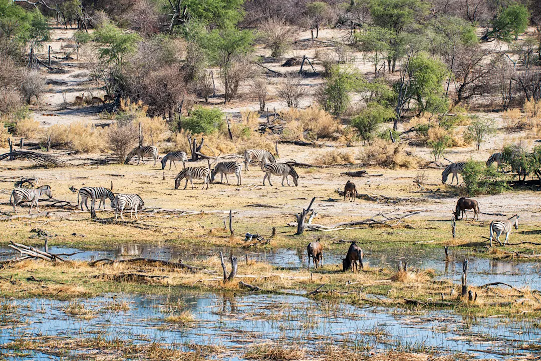 Etosha-Nationalpark, Namibia Herde von Zebras und Gnus, Makgadikgadi Nationalpark, Botswana.