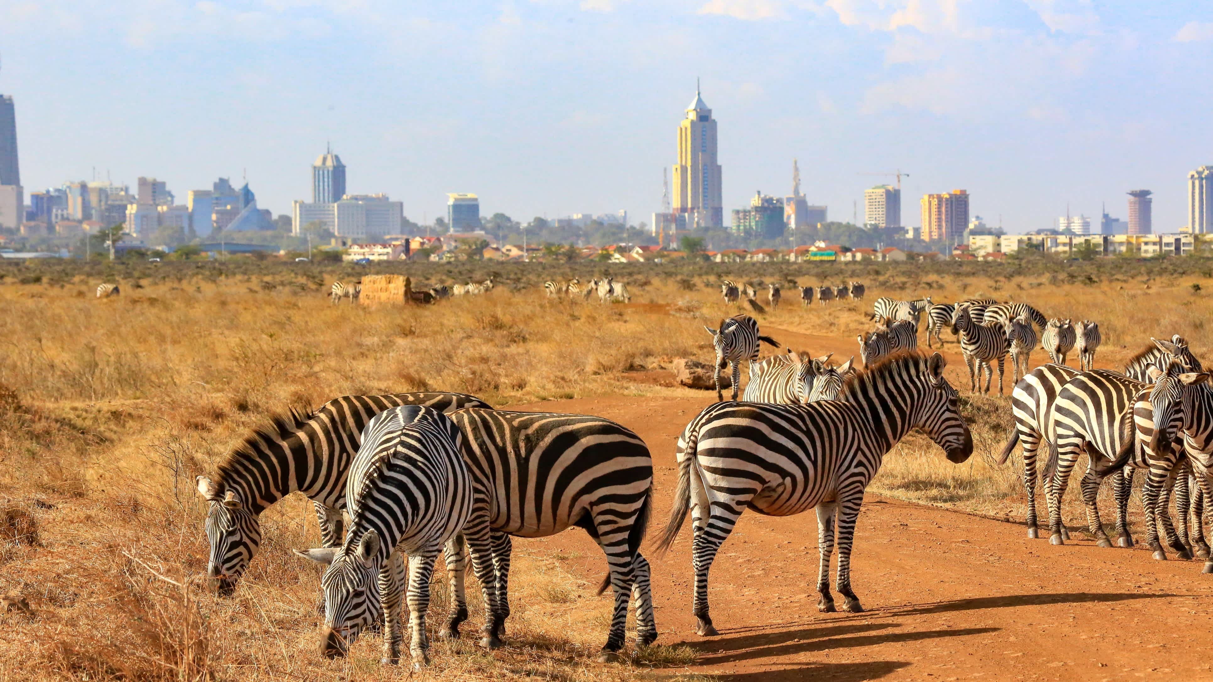 Africa, Kenya, Zebras graze in  Nairobi national park with the Nairobi skyline in the background.