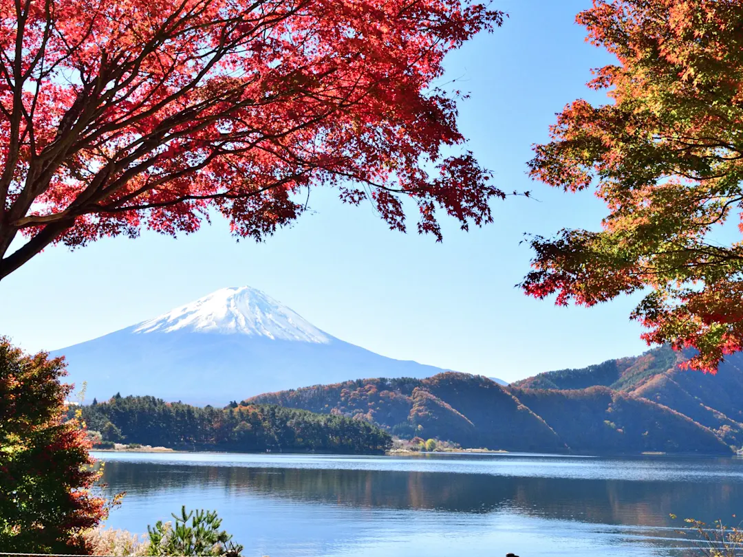 Herbstlaub vor dem Fujisan am Kawaguchi-See. Mount Fuji. Japan.