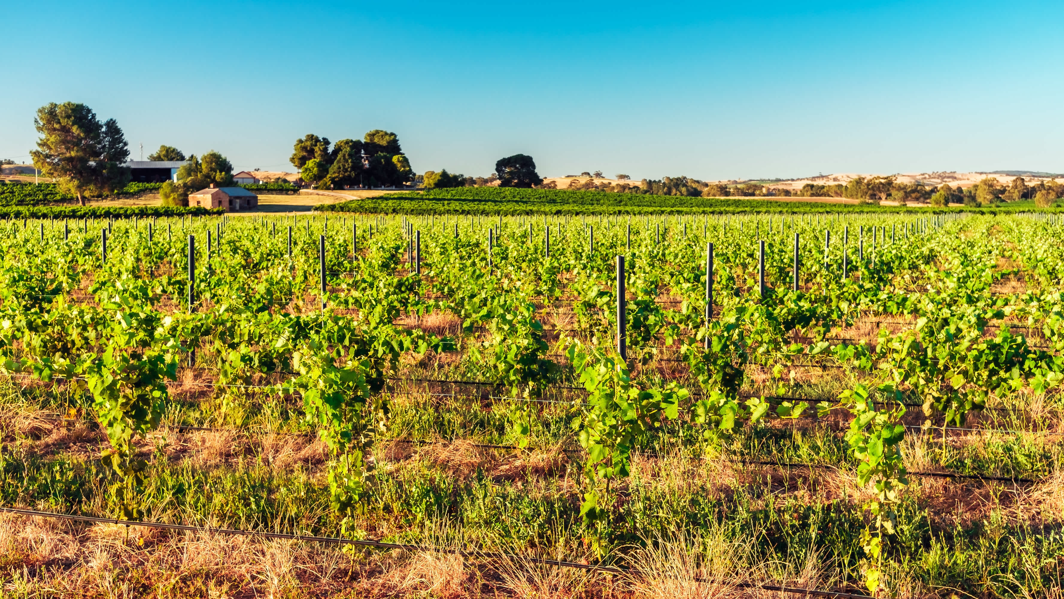 Vignobles dans la Barossa Valley près de Lyndoch en Australie
