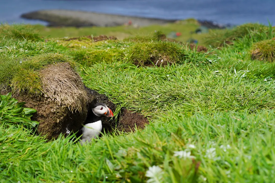Papageientaucherhöhle Macareux à l'entrée de sa grotte dans une prairie, en Islande