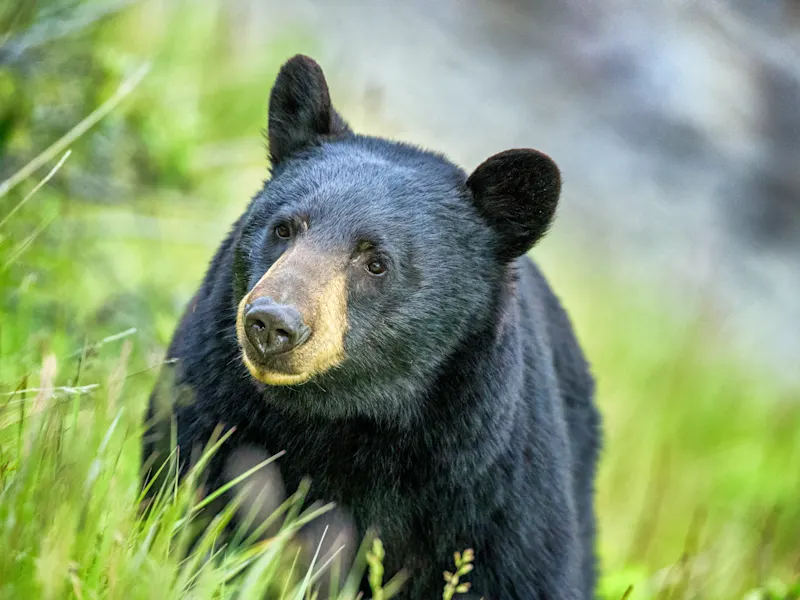 Jasper-Nationalpark, Alberta, Kanada Nahaufnahme eines Schwarzbären im Gras, Jasper-Nationalpark, Alberta, Kanada.