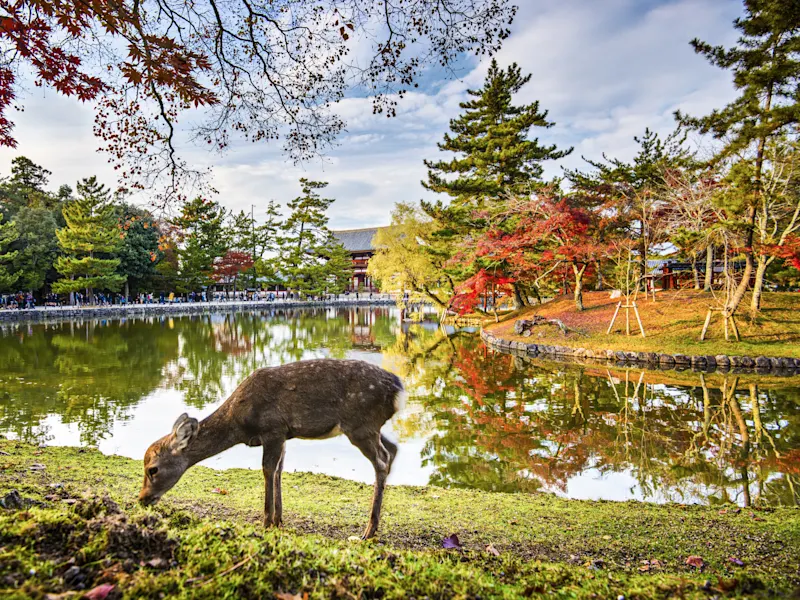 Nara, Japan Ein Reh grast am Teich mit herbstlicher Kulisse nahe einem Tempel. Nara, Japan.