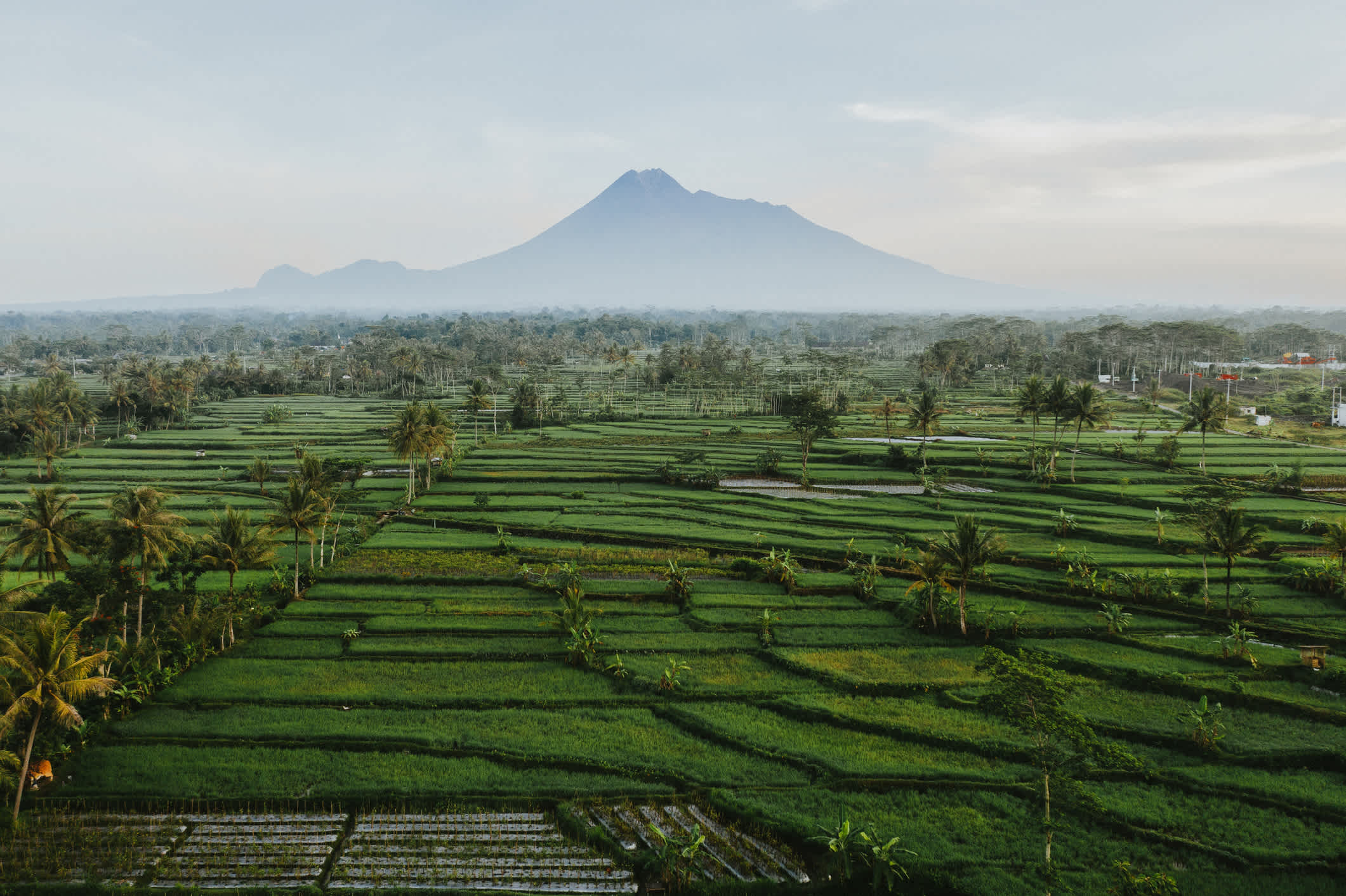 Vulkan Merapi und grüne Felder im Vordergrund