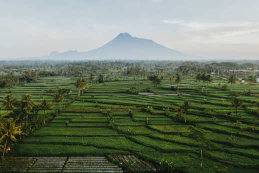 Vulkan Merapi und grüne Felder im Vordergrund