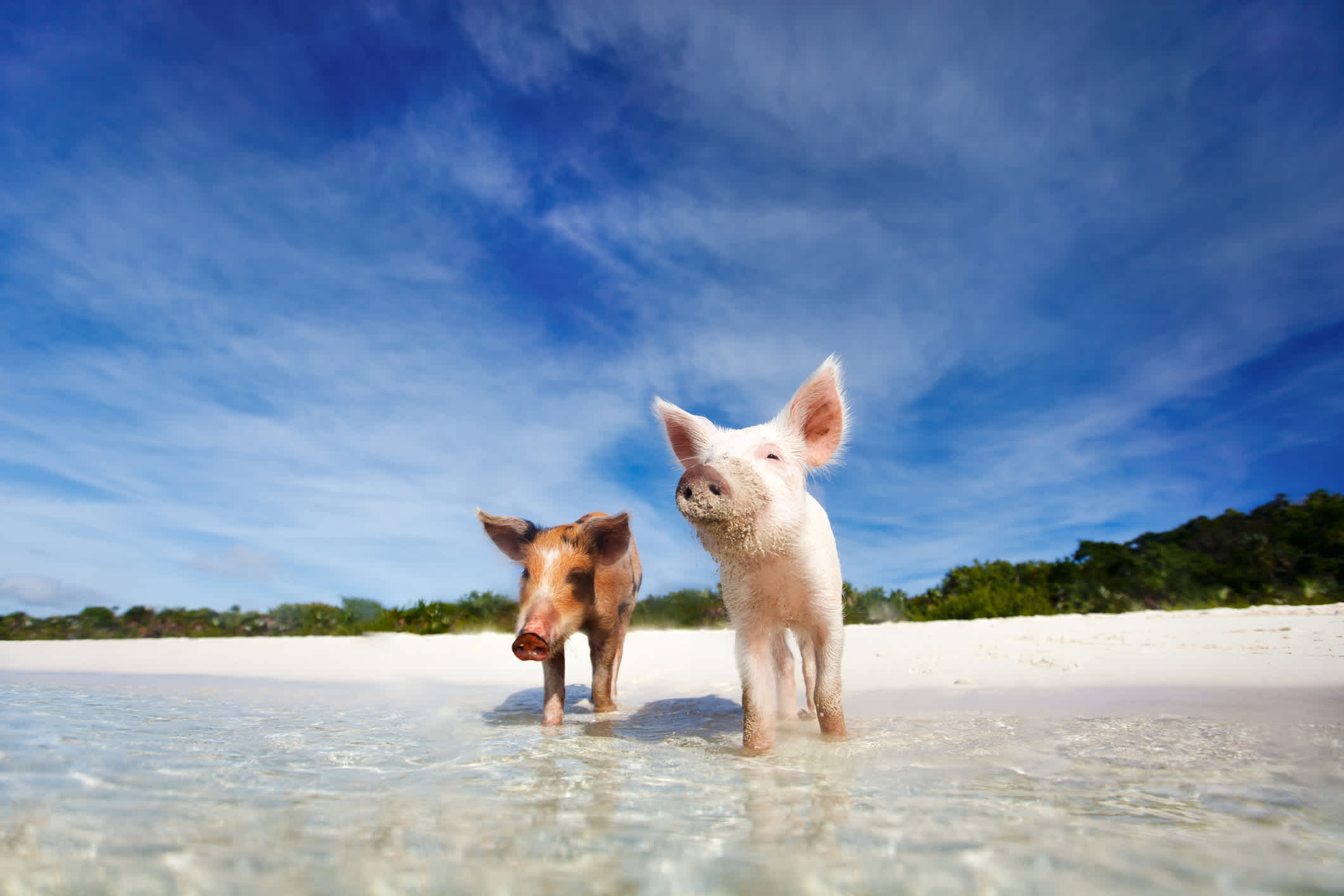Cochons barbotant et confiants dans la Big Major Cay également connue sous le nom de Pig Beach.