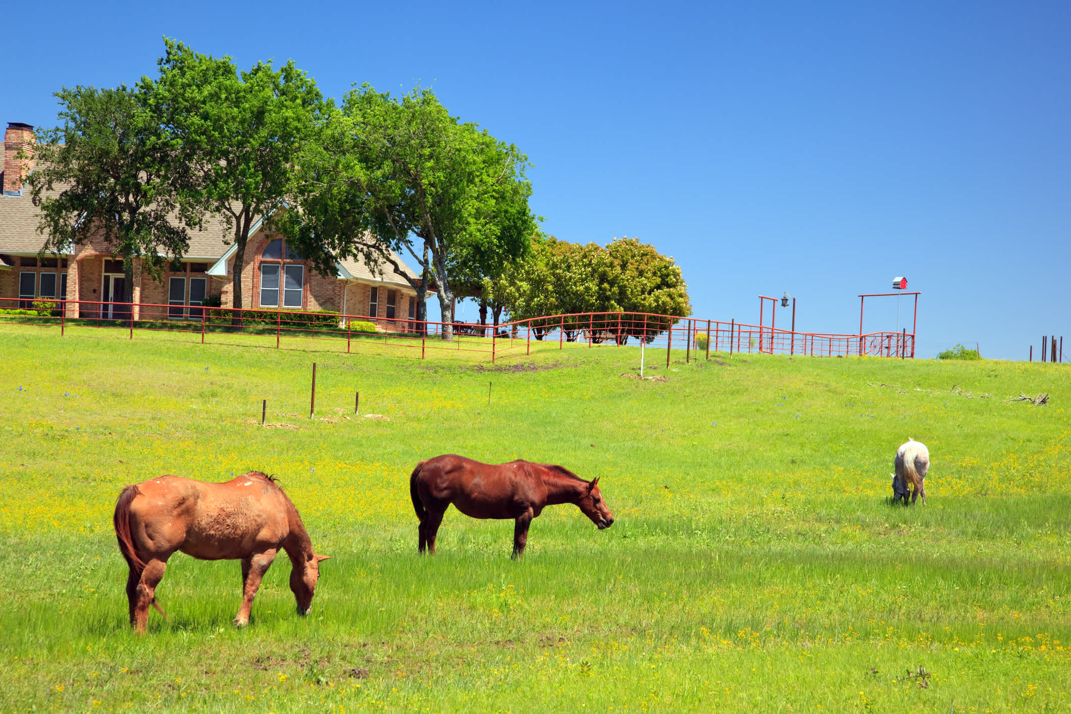 Pferder auf einer Weide vor einem Ranch-Gebäude
