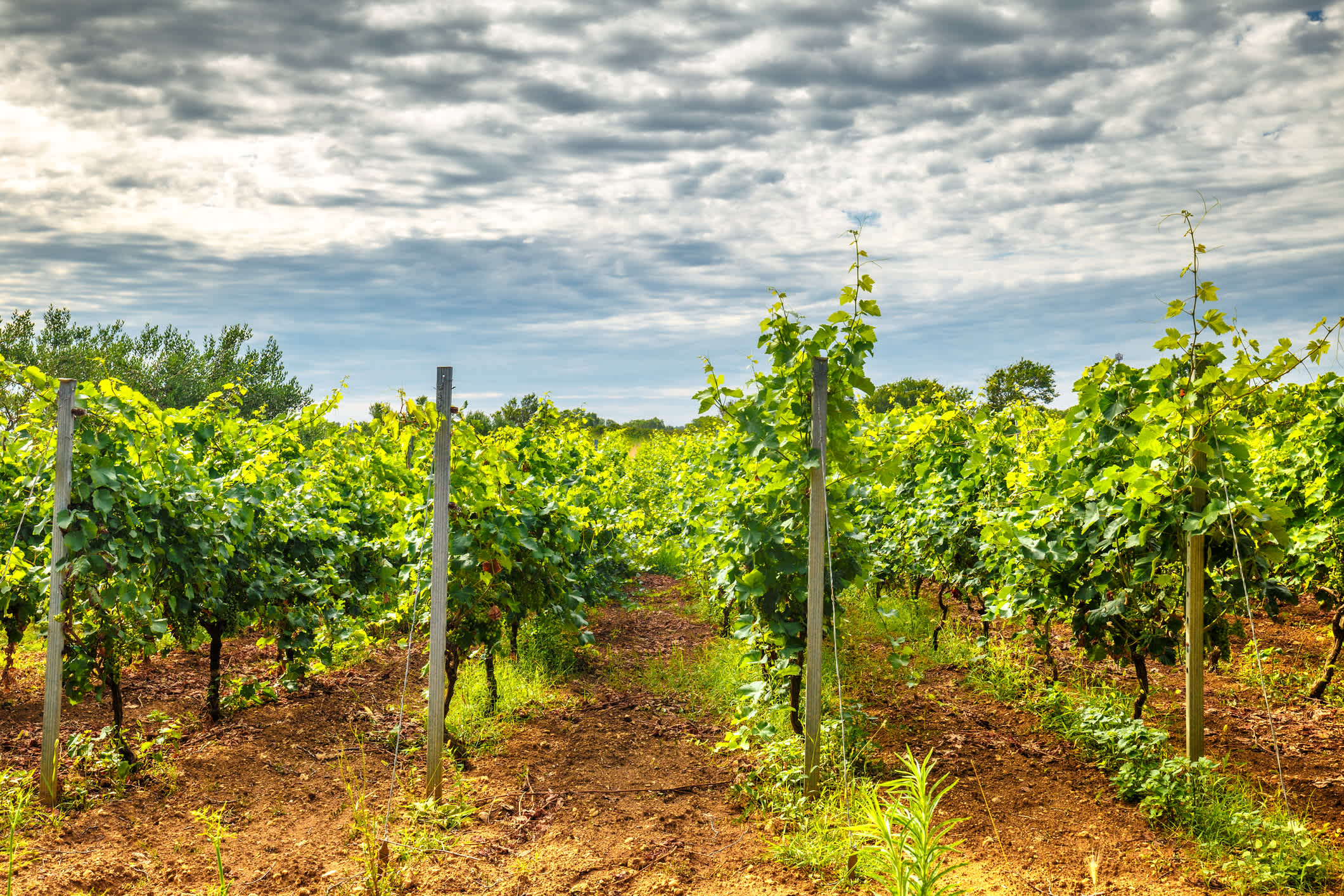 Ein Weinberg in einer Sommerlandschaft Kroatiens