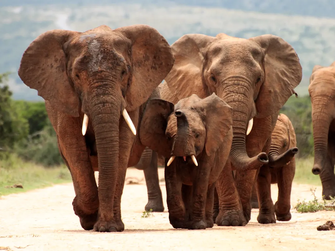 Addo Elephant Park, Afrique du Sud.
