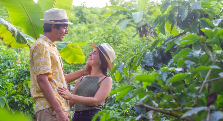 Coffee Trip Experience: Eine junge europäische Touristin sammelt bunte Kaffeebohnen auf einer Bio-Farm im Regenwald Lateinamerikas. Die jungen Touristen genießen ein lokales Bauernhoferlebnis. Sie tragen einen Panamahut, der ursprünglich in Ecuador her