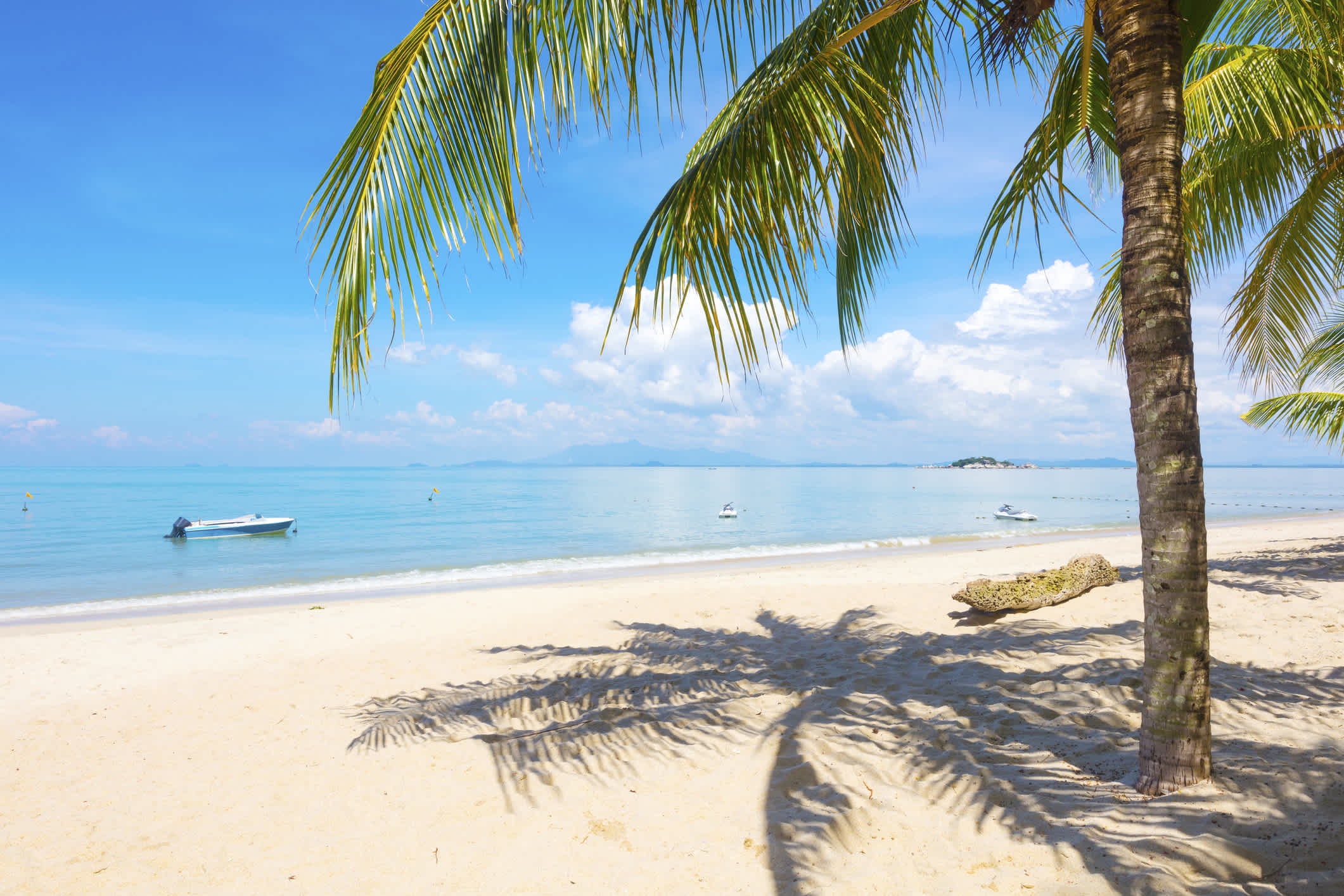 Palmier sur la plage de sable blanc à Penang, Malaisie