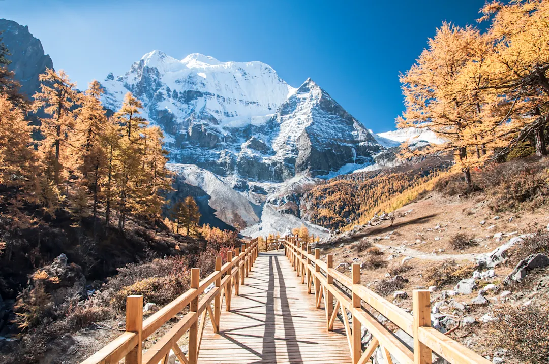 Holzsteg führt durch herbstliche Landschaft mit goldenen Lärchen zu schneebedecktem Berggipfel unter blauem Himmel.