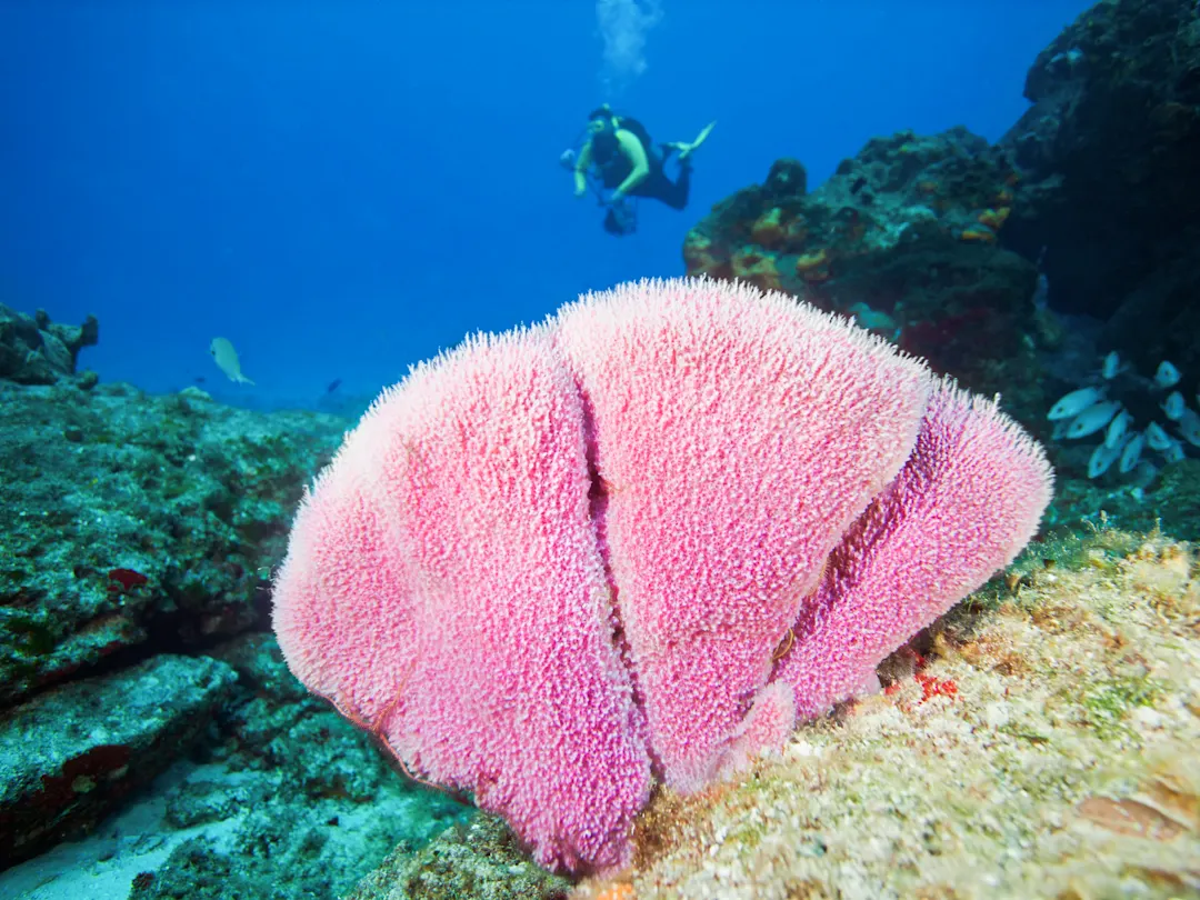 Eine große rosa Koralle auf dem Meeresboden mit einem Taucher im Hintergrund. Vietnam.