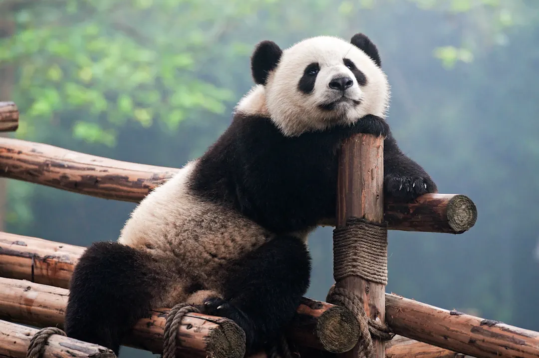 Panda, China, Asien panda mit aufgesetztem kopf, China, Asien