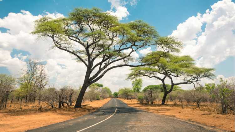 Afrikanische Landschaft mit leerer Straße und Bäumen in Botswana.