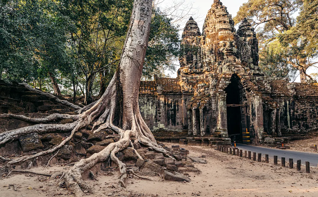 Alter Tempel in Angkor Wat mit massivem Baum und freiliegenden Wurzeln im Vordergrund, umgeben von üppiger Vegetation.