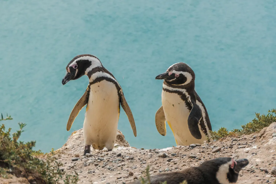 Pinguine in Punihuil Pinguine in Punihuil