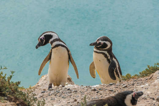 Pinguine in Punihuil